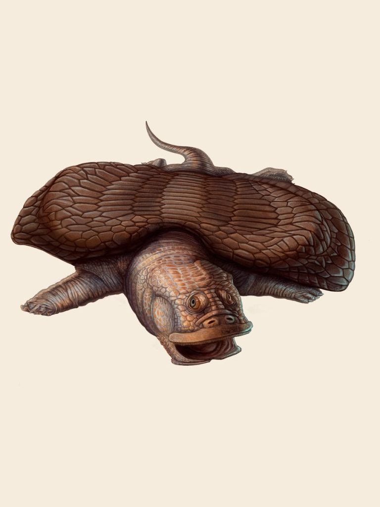 Finished color painting of Henodus, a placodont with a shell wider than its body and a broad, square mouth