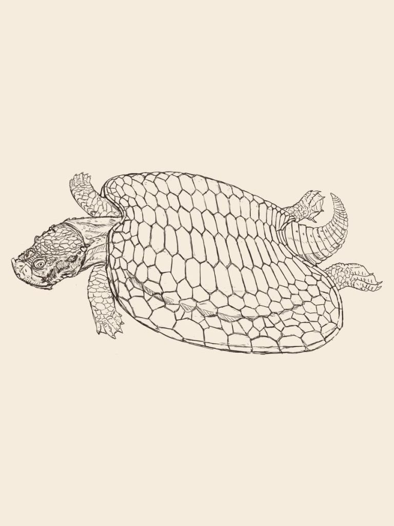 Pencil drawing of Henodus seen from above, its wide shell drawn as a mosaic of small plates