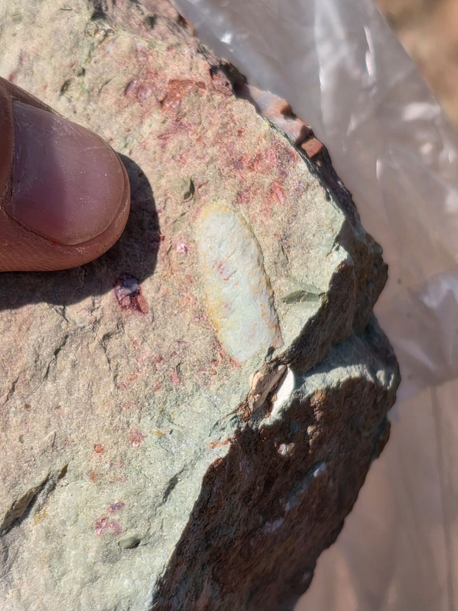 A thumb beside a pale oval fossil fragment in gray green rock, inside a plastic bag