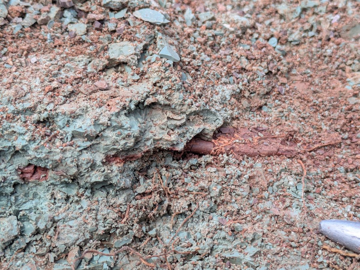 A reddish brown fossil bone lying in gray green clay, with the tip of a metal tool at the edge of the frame