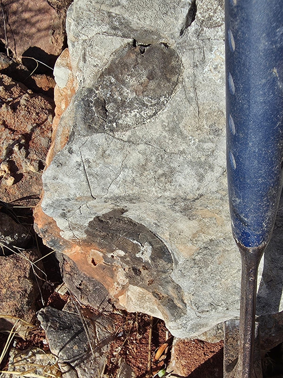 A gray block of rock showing 2 dark round bone cross sections, next to the blue handle of a rock hammer