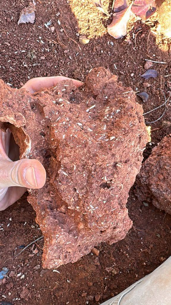 A hand holding a lump of red rock studded with small white bone fragments