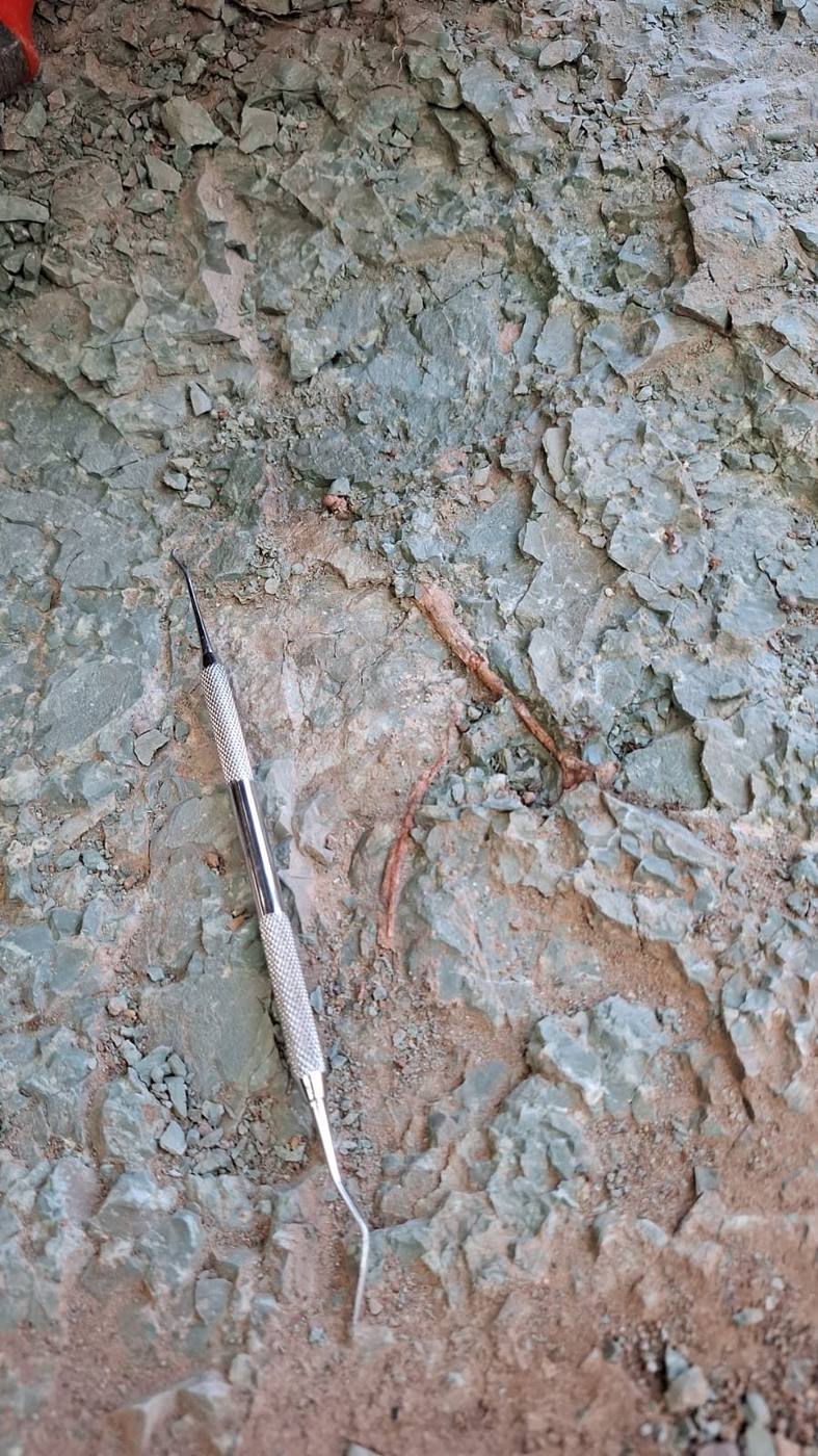 A thin reddish fossil bone in gray green rock, next to a steel dental pick