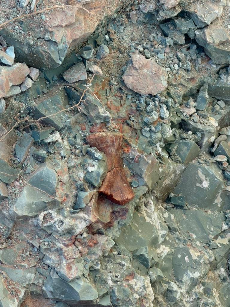A reddish fossil bone end showing through broken gray green rock