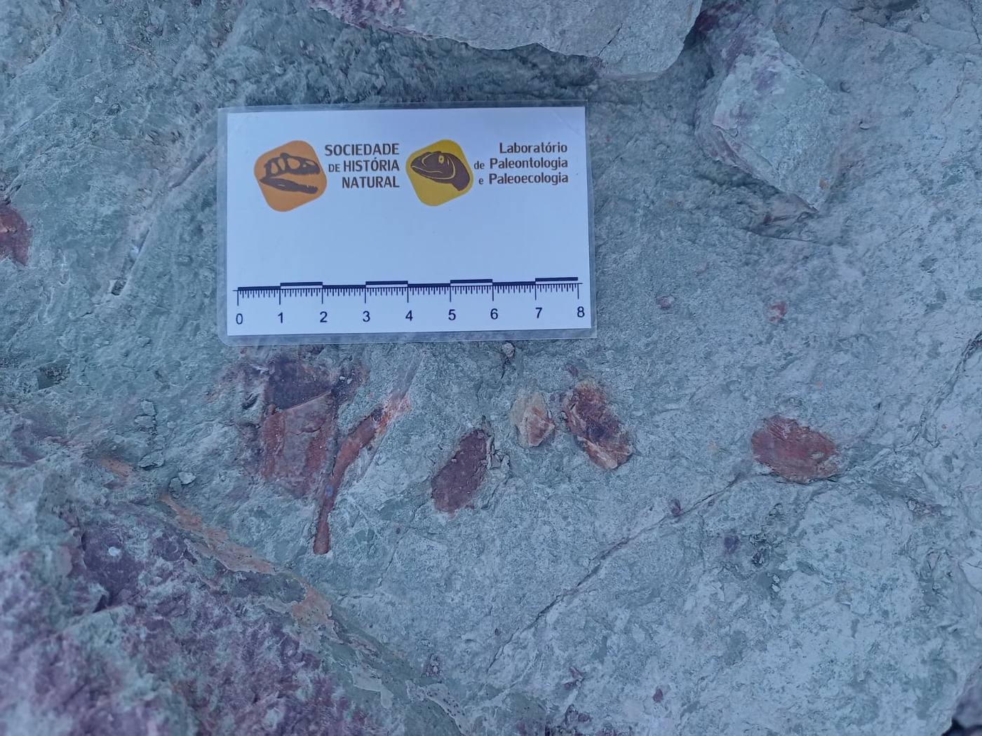 Several small reddish bones in gray green rock next to a white scale card running from 0 to 8 centimeters