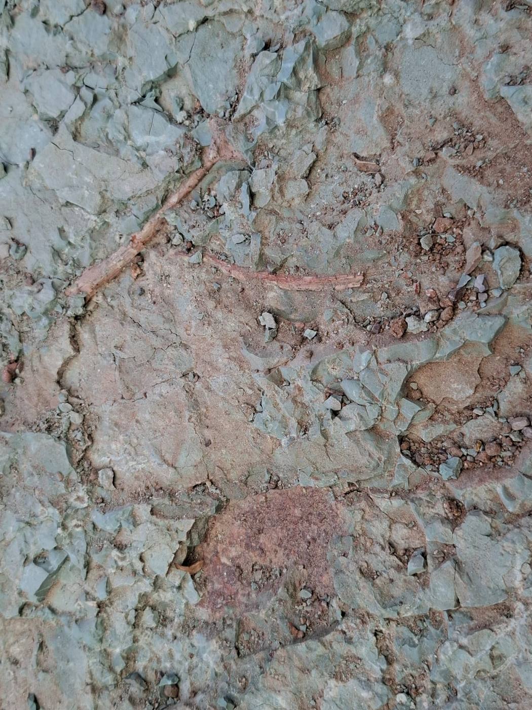 2 thin reddish fossil bones in gray green rock