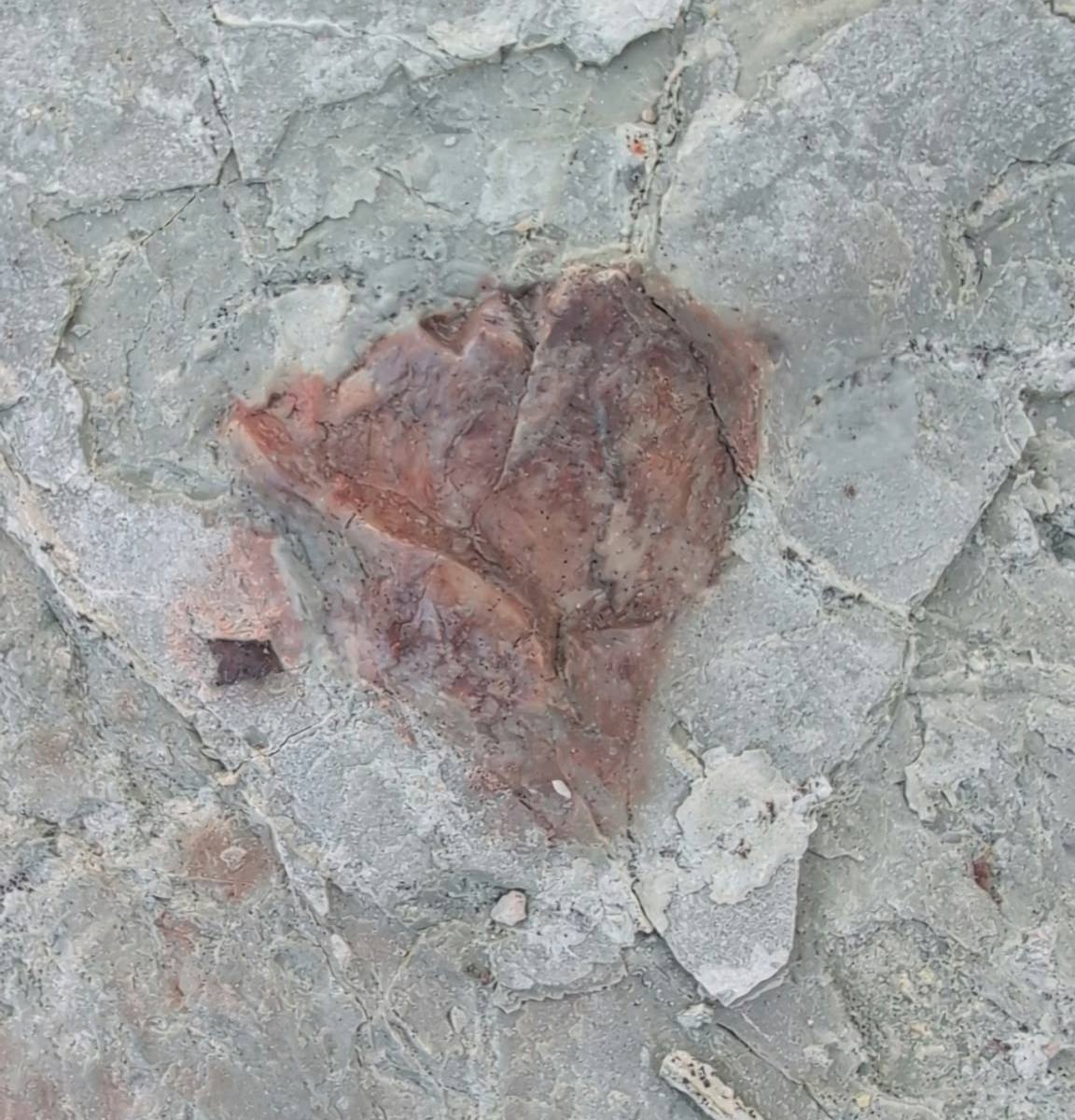 A reddish brown fossil bone set in smooth gray green rock