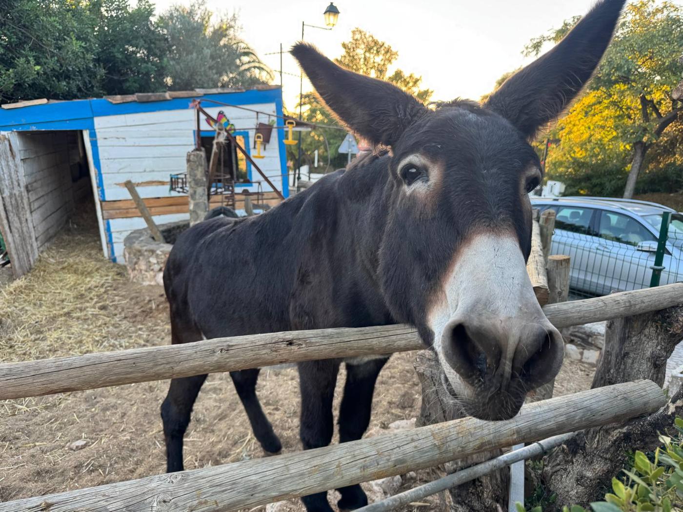 A dark brown donkey with big ears leaning its white muzzle over a wooden fence