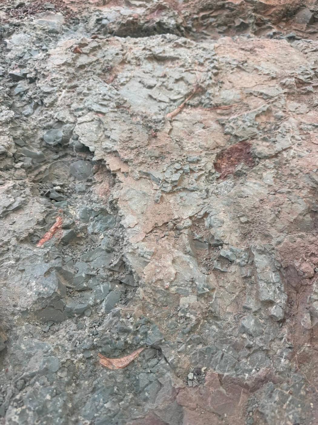 Several thin reddish fossil bones scattered across broken gray green rock