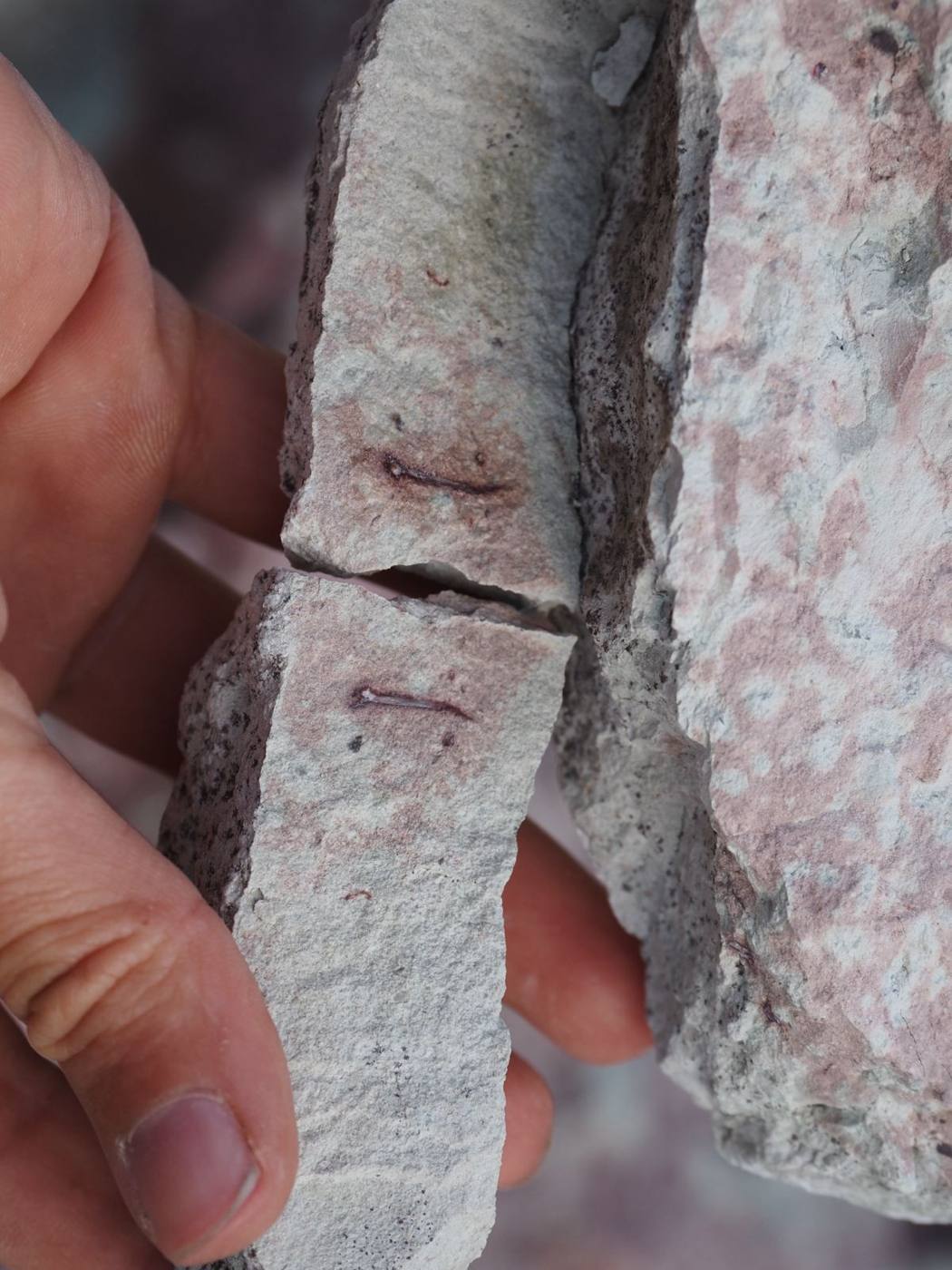Fingers holding a split piece of pale rock, a tiny dark bone visible on each side of the break