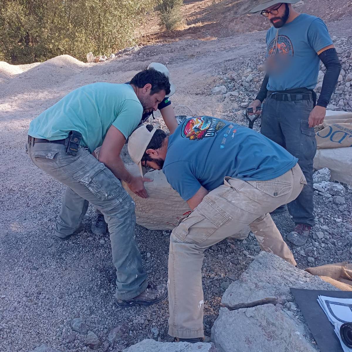4 team members bending over a large plaster jacketed block on gravel, gripping it to roll it over