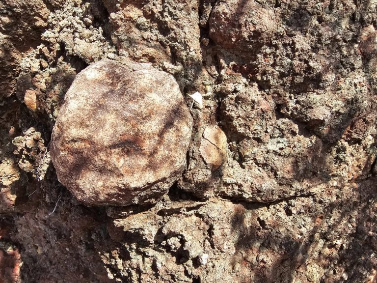 Close view of a rounded nodule in coarse Algarve rock