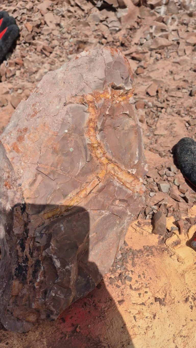 Close view of red rock with a curved fossil impression