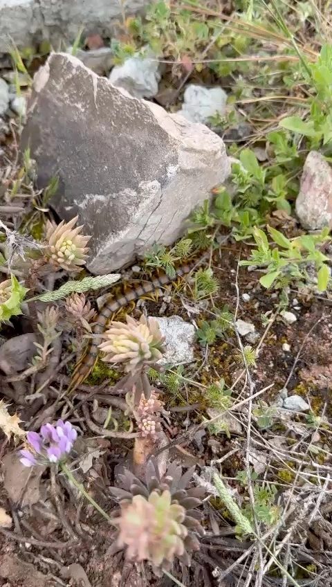 Rock fragments among wildflowers on the hillside