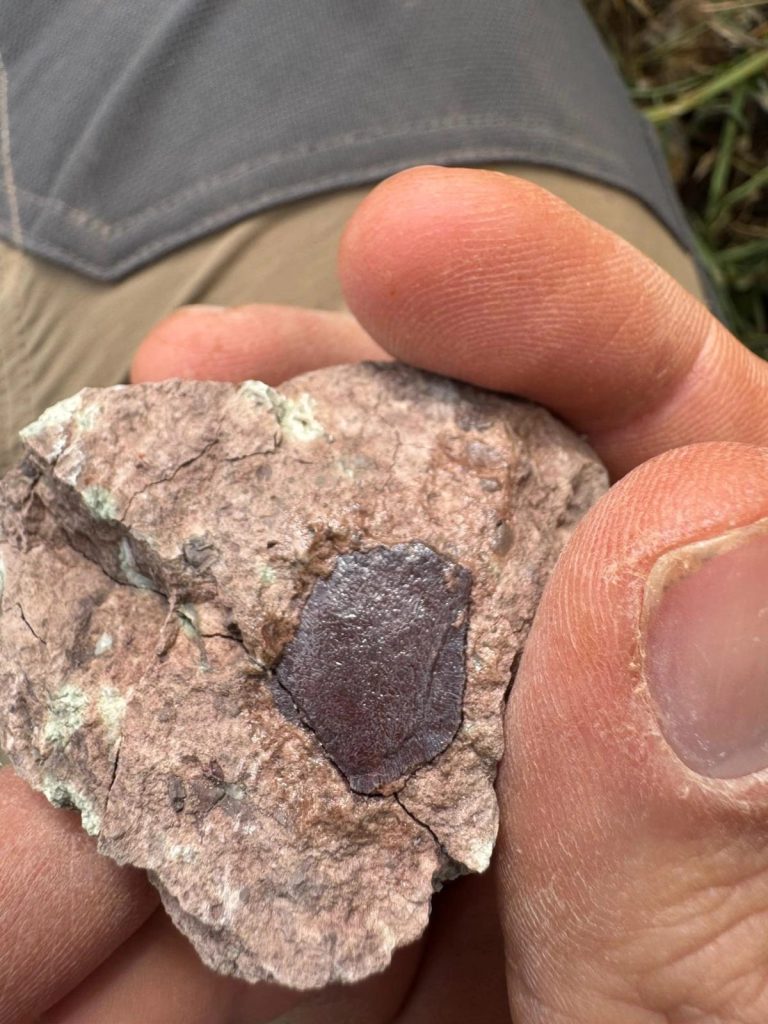 Close view of a dark fossil fragment in pale rock held in hand
