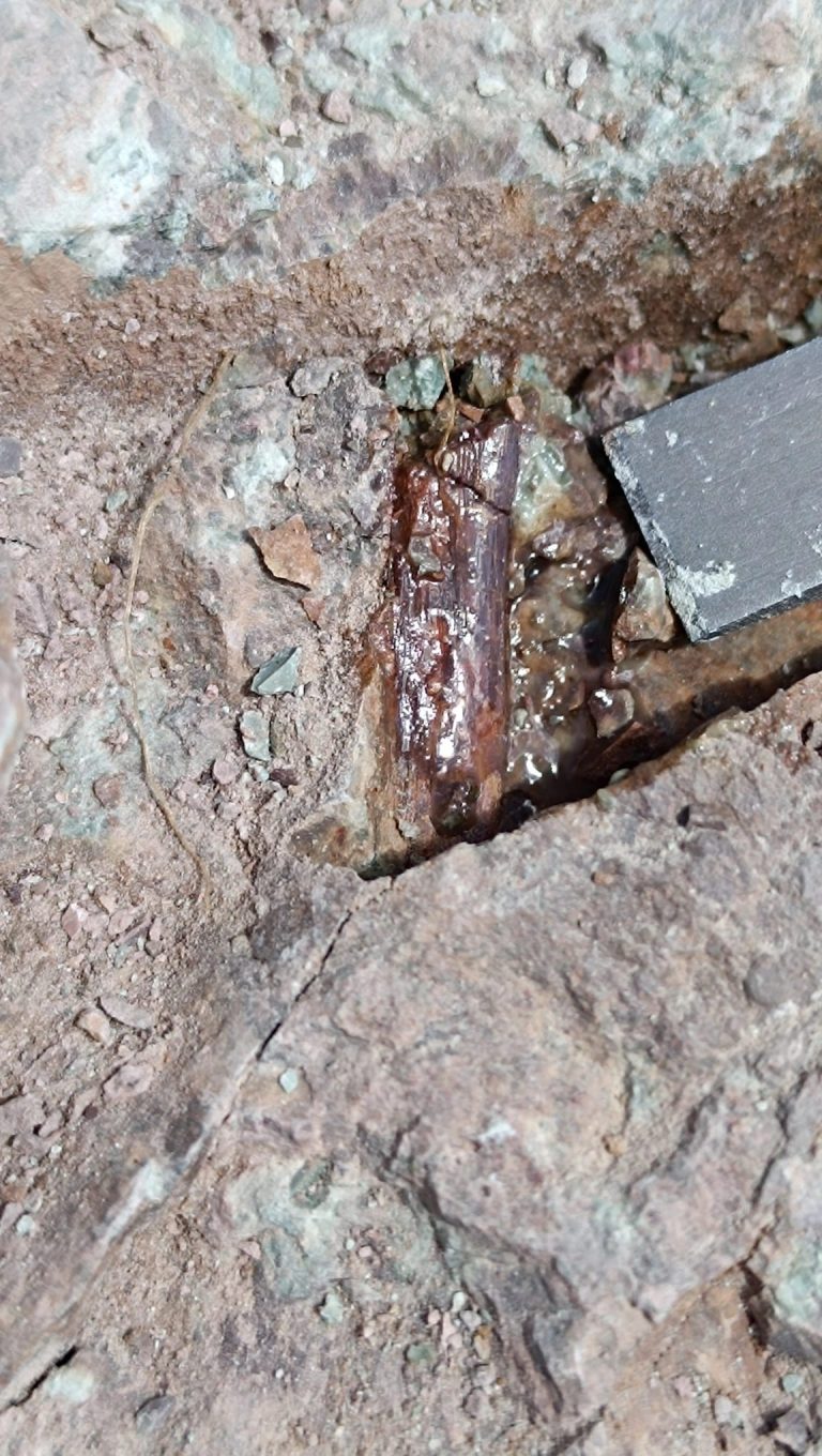 Dark fossil fragment exposed in grey rock beside a tool