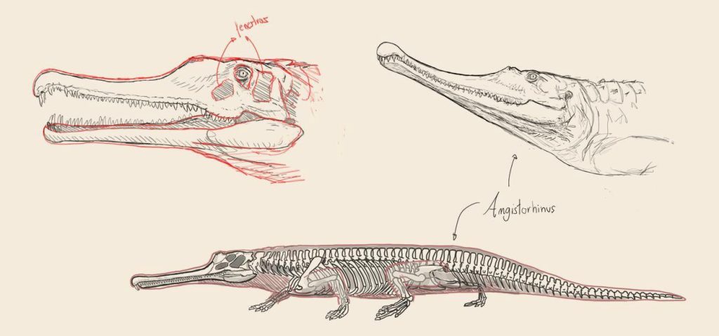 Pencil studies of a phytosaur skull, one traced over in red with the handwritten note fenestras, above a full skeleton labeled Angistorhinus