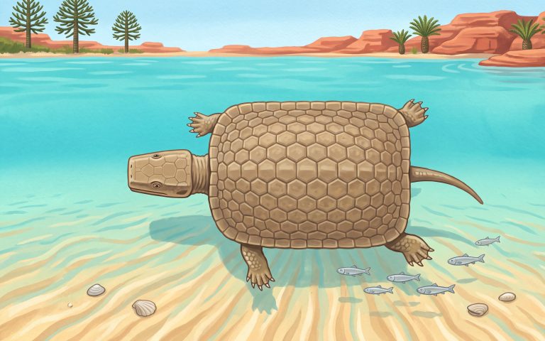 Painted illustration of a placodont, a reptile with a flat shell of small bony plates, paddling through a turquoise lagoon.