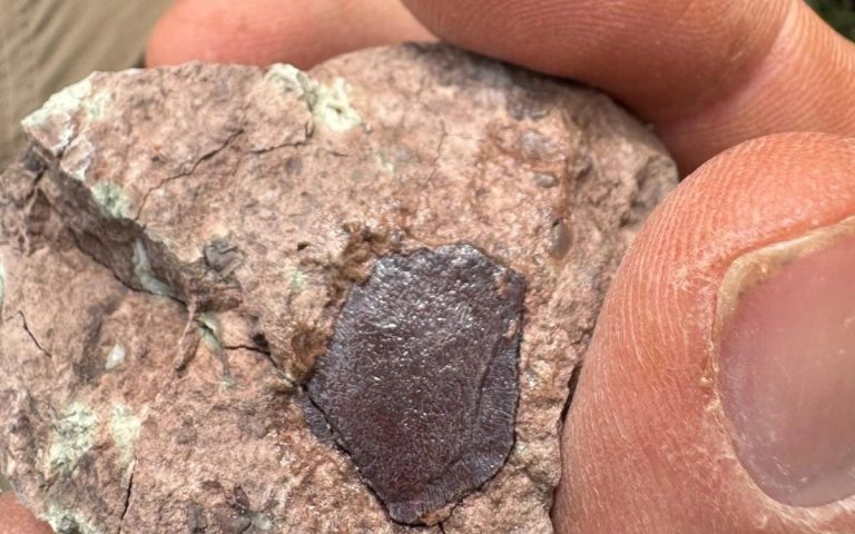 Hand holding a piece of rock with a dark fossil fragment on its surface.