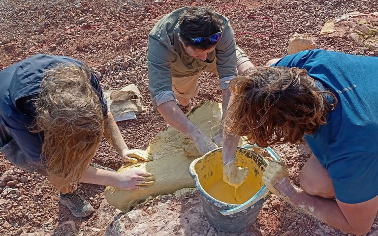 Team members wrapping a fossil block in a plaster jacket at the dig.