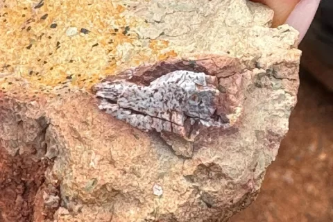 Close view of a fossil bone exposed in a piece of red and yellow rock held in a hand.